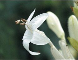 Whitfieldia Elongata
Garden Design
Calimesa, CA