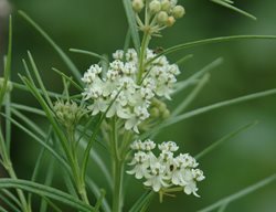 Whorled Milkweed, Asclepias Verticillata
Creative Commons
