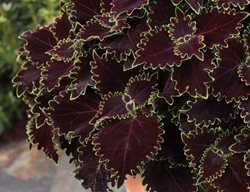Wicked Witch Coleus, Coleus Plant
Proven Winners
Sycamore, IL