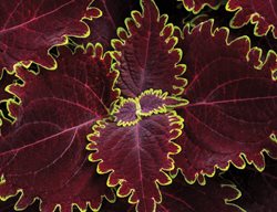 Wicked Witch Coleus, Plectranthus Scutellarioides
Proven Winners
Sycamore, IL