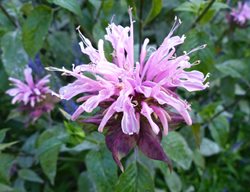 Wild Bergamot, Monarda Fistulosa, Bee Balm
Shutterstock.com
New York, NY