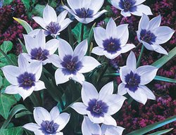 Wild Blue Heart Species Tulip, Botanical Tulip
Breck's 
