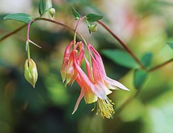 Wild Columbine, Aquilegia Canadensis
Garden Design
Calimesa, CA