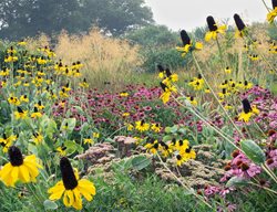 Wild Garden, Naturalistic
PITH + VIGOR
