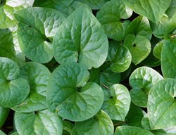 Wild Ginger Plant, Asarum Caudatum
Shutterstock.com
New York, NY