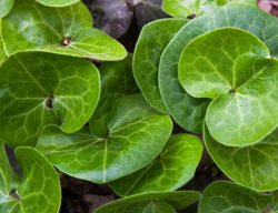 Wild Ginger Plant, Asarum, Ground Cover Plant
Shutterstock.com
New York, NY