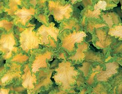 Wild Lime Coleus, Green Coleus
Garden Design
Calimesa, CA