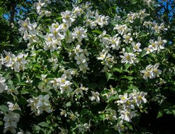 Wild Mock Orange, Philadelphus Lewisii
Shutterstock.com
New York, NY