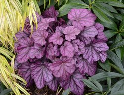 ‘wild Rose’, Coral Bells, Purple Leaves
Proven Winners
Sycamore, IL