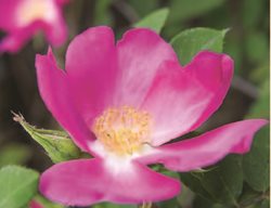 Wild Rose
Garden Design
Calimesa, CA