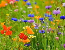 Wildflower Garden
Garden Design
Calimesa, CA