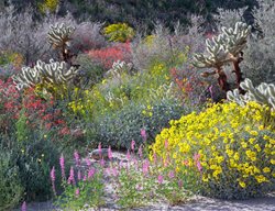 Wildflower Madness
Garden Design
Calimesa, CA