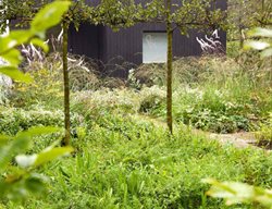 Wildflower Palette
Garden Design
Calimesa, CA