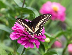 Wildlife In The Garden
Garden Design
Calimesa, CA