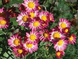 Will’s Wonderful, Bicolor Chrysanthemum
Avant Gardens
Dartmouth, MA