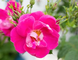 William Baffin, Climbing Rose, Pink Flower
Shutterstock.com
New York, NY