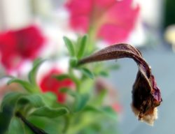 Wilted Petunia Flower, Dead Petunia Flower
Flickr
