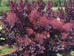 Wincraft Black Smoke Bush, Cotinus
Proven Winners
Sycamore, IL