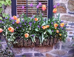Window Baskets
Garden Design
Calimesa, CA