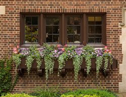 Window Box With Dichondra
Proven Winners
Sycamore, IL