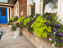 Window Box With Green And Purple, Sweet Potato Vine, Torenia
Proven Winners
Sycamore, IL