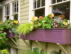 Window Box With Plants, Purple Window Box
Garden Design
Calimesa, CA