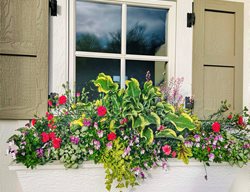 Windowbox With Flowers 
Garden Design
Calimesa, CA