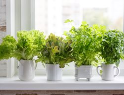 Windowsill Herb Garden, Growing Herbs Indoors
Shutterstock.com
New York, NY