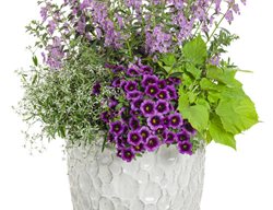 Windsor Castle, Plant Recipe, Diamond Mountain Euphorbia, Calibrachoa, Ipomoea
Proven Winners
Sycamore, IL