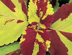 Wine And Lime Coleus
Garden Design
Calimesa, CA