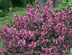 Wine And Roses, Weigela Bush
Proven Winners
Sycamore, IL