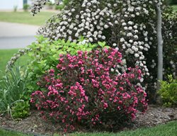 Wine & Roses Weigela, Purple Weigela
Proven Winners
Sycamore, IL