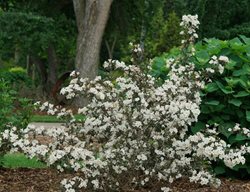 Wine & Spirits Weigela, Weigela Florida
Proven Winners
Sycamore, IL