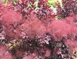 Winecraft Black, Purple Smoke Bush, Purple Smoke Tree
Proven Winners
Sycamore, IL