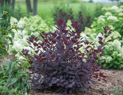 Winecraft Black Smoke Bush, Cotinus Coggygria, Purple Leaves
Proven Winners
Sycamore, IL