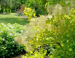 Winecraft Gold Smoke Bush, Cotinus Coggygria, Gold Foliage
Proven Winners
Sycamore, IL