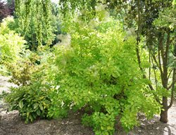 Winecraft Gold, Smoke Bush, Smoke Tree
Proven Winners
Sycamore, IL