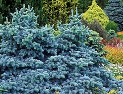 Winter 2018
Garden Design
Calimesa, CA