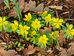 Winter Aconite, Earnathis Hyemalis
Garden Design
Calimesa, CA
