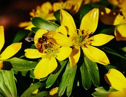 Winter Aconite, Eranthus Hyemalis, Yellow
Pixabay
