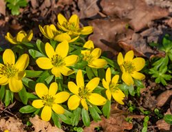 Winter Aconite, Winter Flower
Shutterstock.com
New York, NY