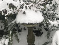 Winter Birdbath
Garden Design
Calimesa, CA