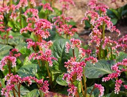 Winter Blooming Bergenia, Bergenia Crassifolia
Shutterstock.com
New York, NY