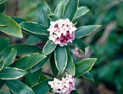 Winter Daphne, Daphne Odora Aureomarginata
Alamy Stock Photo
Brooklyn, NY
