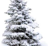 Winter Free
Garden Design
Calimesa, CA