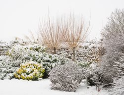 Winter Garden With Shrubs And Trees
Shutterstock.com
New York, NY