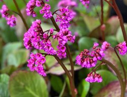 Winter Glow Bergenia, Bergenia Cordifolia
Shutterstock.com
New York, NY