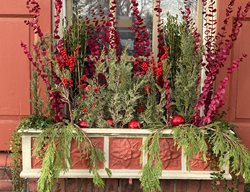 Winter Holiday Window Box
Garden Design
Calimesa, CA