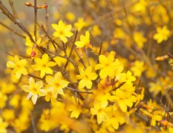Winter Jasmine, Winter Flowering Shrub
Shutterstock.com
New York, NY