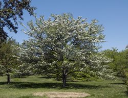 Winter King Green Hawthorn, Crataegus Viridis, Green Hawthorn
Millette Photomedia
